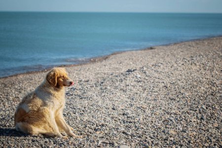 Téléchargez les photos : Drôle de chien sans abri sur la plage de la mer - en image libre de droit