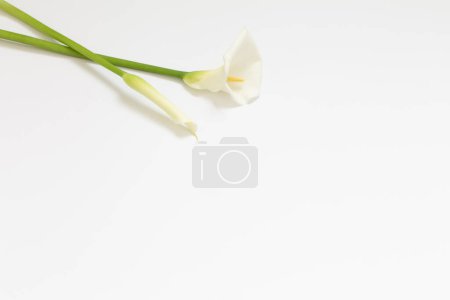 Téléchargez les photos : Fleur de calla blanche sur fond blanc - en image libre de droit