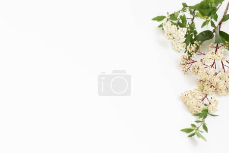 Photo for Spring elderflowers on white background - Royalty Free Image