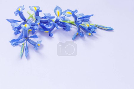 Photo for Blue irises on purple paper background - Royalty Free Image