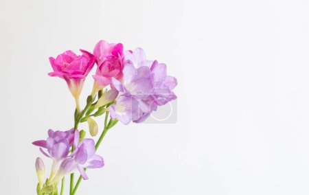 Foto de Flores de freesia sobre fondo blanco - Imagen libre de derechos