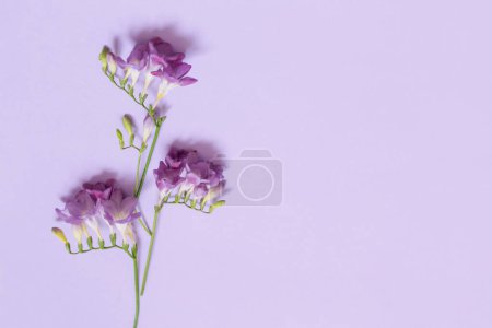 Téléchargez les photos : Violet freesia sur fond violet clair - en image libre de droit