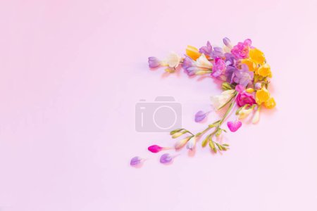 Téléchargez les photos : Belles fleurs freesia sur fond rose - en image libre de droit