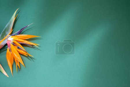 Foto de Flores exóticas de color naranja sobre fondo verde - Imagen libre de derechos