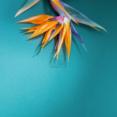 Téléchargez les photos : Fleurs exotiques orange sur fond bleu - en image libre de droit