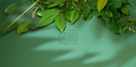 Téléchargez les photos : Feuilles vertes tropicales sur fond vert - en image libre de droit