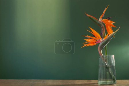 Foto de Pájaro del paraíso flores en jarrón sobre fondo verde - Imagen libre de derechos
