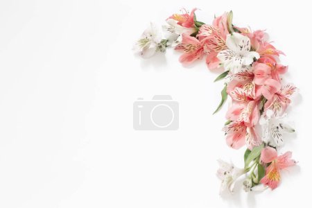 Alstroemeria flowers on white  background