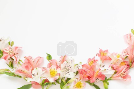 Téléchargez les photos : Alstroemeria fleurs sur fond blanc - en image libre de droit
