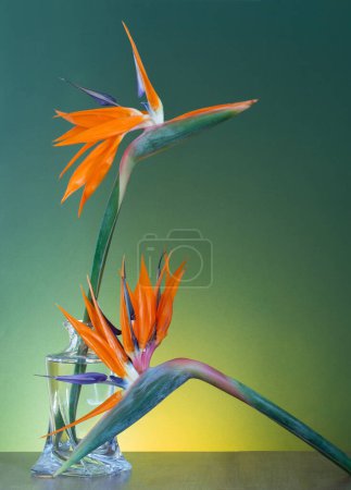 Photo for Bird of paradise flowers in vase on green background - Royalty Free Image