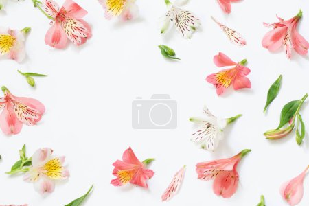 Photo for Alstroemeria flowers on white  background - Royalty Free Image