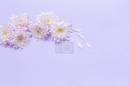 Photo for Pink chrysanthemums on purple  background - Royalty Free Image