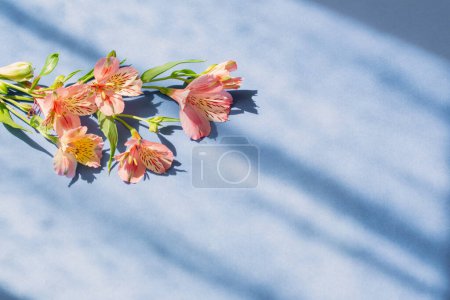 Foto de Flores de alstroemeria sobre fondo azul a la luz del sol - Imagen libre de derechos