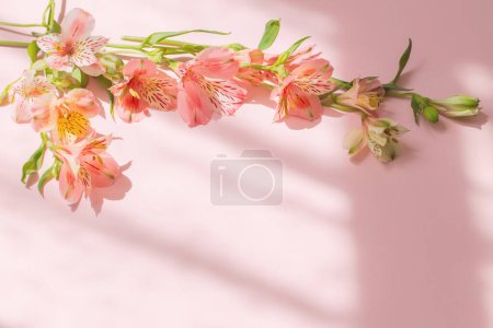 Foto de Flores de alstroemeria sobre fondo rosa a la luz del sol - Imagen libre de derechos