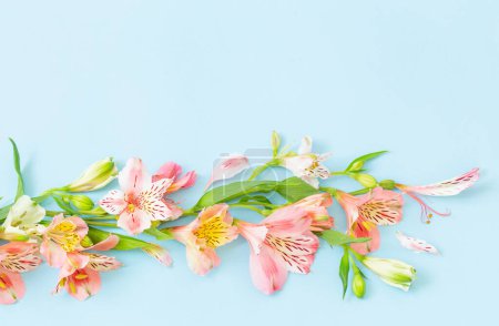Téléchargez les photos : Alstroemeria fleurs sur fond bleu - en image libre de droit