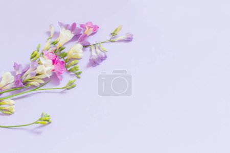 Téléchargez les photos : Fleurs roses, blanches et violettes sur fond violet clair - en image libre de droit