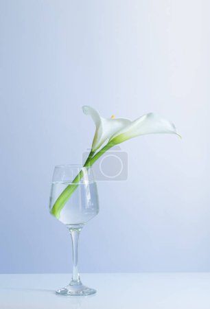 Foto de Flores de cala en vidrio sobre fondo azul - Imagen libre de derechos