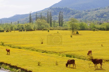 Photo for Spring sunny mountains landscape with caws - Royalty Free Image