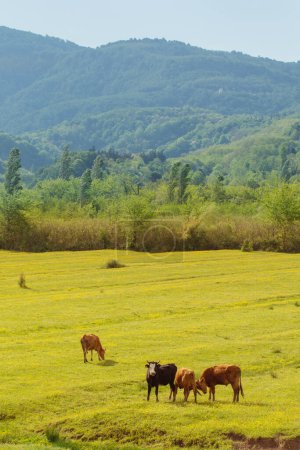 Foto de Primavera soleado montañas paisaje con caws - Imagen libre de derechos