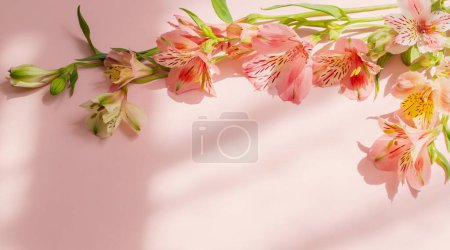 Téléchargez les photos : Alstroemeria fleurs sur fond rose à la lumière du soleil - en image libre de droit