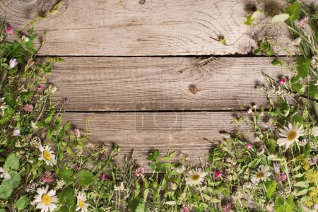 Téléchargez les photos : Plantes sauvages sur vieux fond de bois foncé - en image libre de droit