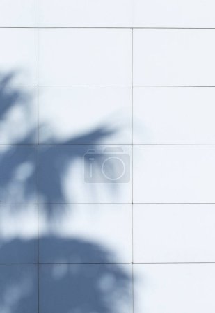 Foto de Fondo de sombras de hojas de palma en la pared a la luz del sol - Imagen libre de derechos