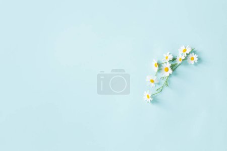 Photo for Wild  flowers on blue paper background - Royalty Free Image