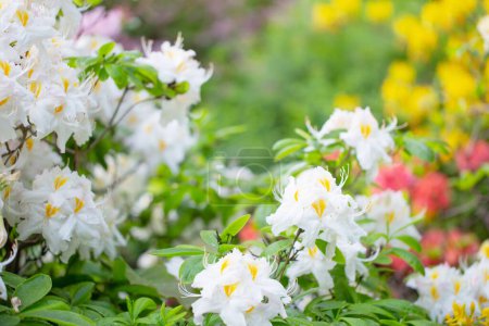 Téléchargez les photos : Floraison fleurs de rhododendron fermer - en image libre de droit