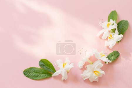 Foto de Flores blancas sobre fondo de papel rosa - Imagen libre de derechos