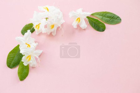 Téléchargez les photos : Fleurs blanches sur fond de papier rose - en image libre de droit