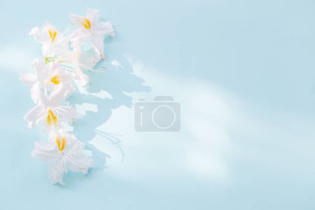 Téléchargez les photos : Belles fleurs blanches sur fond bleu au soleil - en image libre de droit