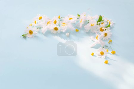 Téléchargez les photos : Fleurs d'été sous la lumière du soleil sur fond bleu - en image libre de droit