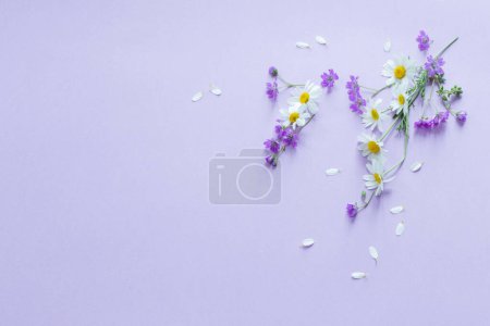 Téléchargez les photos : Fleurs sauvages sur fond de papier violet - en image libre de droit