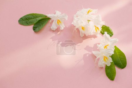 Téléchargez les photos : Fleurs blanches sur fond de papier rose - en image libre de droit