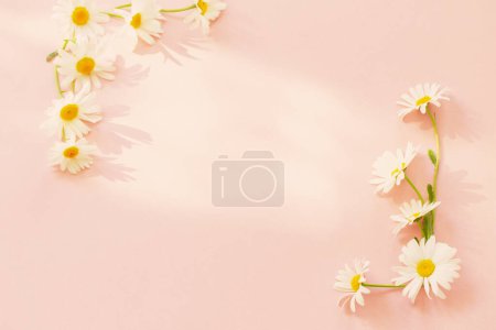 Téléchargez les photos : Fleurs de camomille blanche sur fond rose au soleil - en image libre de droit