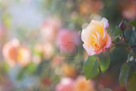 Téléchargez les photos : Roses jaunes et roses au soleil gros plan - en image libre de droit