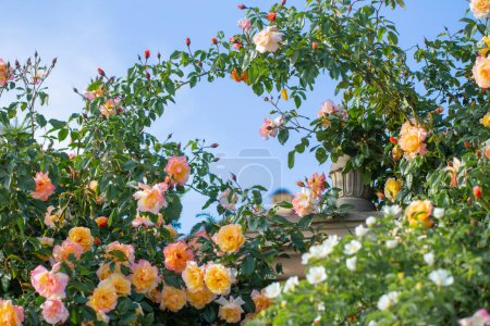 Foto de Hermoso de rosas amarillas y rosas en el cielo azul - Imagen libre de derechos