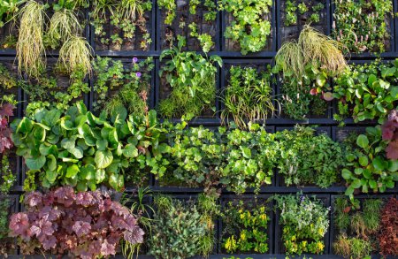 mur de la ville avec des plantes grimpantes au soleil
