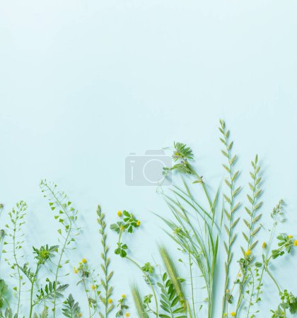 Foto de Plantas silvestres sobre fondo de papel verde - Imagen libre de derechos