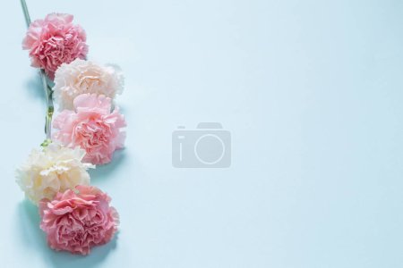 Photo for Carnation flowers on green paper  background - Royalty Free Image