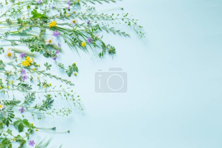 Téléchargez les photos : Herbe sauvage et fleurs sur fond de papier vert - en image libre de droit