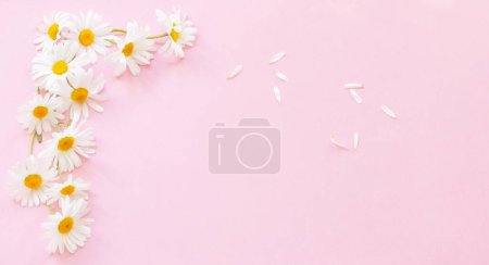 Photo for White chamomile flowers on pink background in sunlight - Royalty Free Image