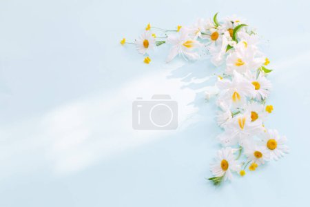 Foto de Flores de manzanilla blanca sobre fondo azul a la luz del sol - Imagen libre de derechos