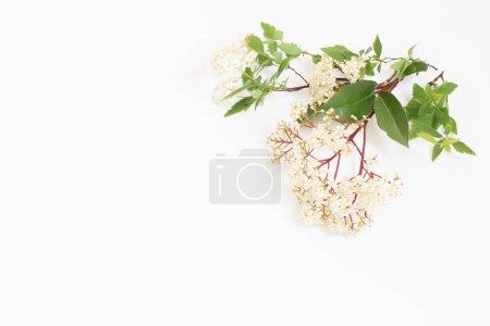 Foto de Flores de primavera sobre fondo blanco - Imagen libre de derechos