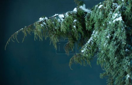 Photo for Hanging branches of juniper against background of old wall - Royalty Free Image