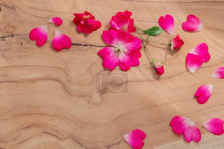 Téléchargez les photos : Pétales roses et roses au soleil sur fond bois foncé - en image libre de droit