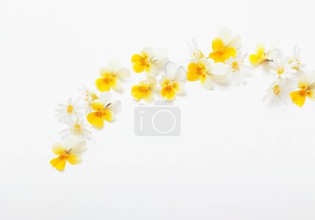 Foto de Viola flores sobre fondo blanco - Imagen libre de derechos