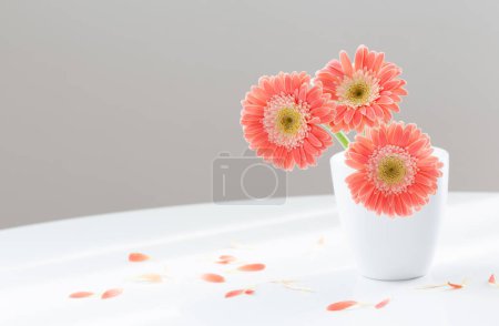 Téléchargez les photos : Gerber rose en vase blanc sur table blanche - en image libre de droit