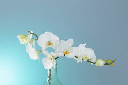 Photo for Bunch of white orchid on blue background - Royalty Free Image