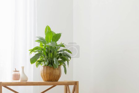 Téléchargez les photos : Intérieur de maison blanche avec des plantes d'intérieur sur étagère en bois - en image libre de droit